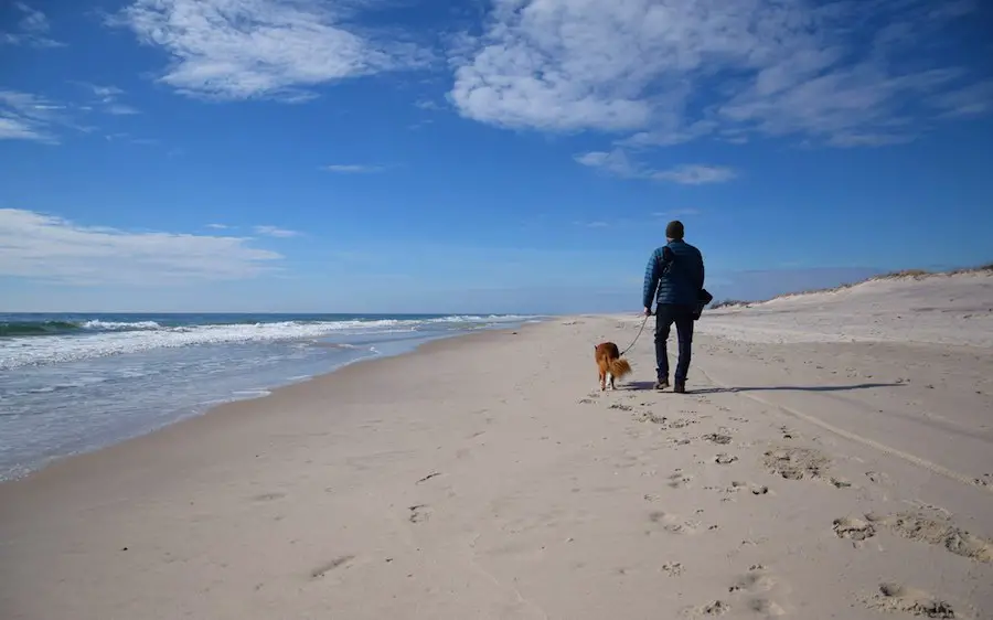 dog friendly beaches on Long Island