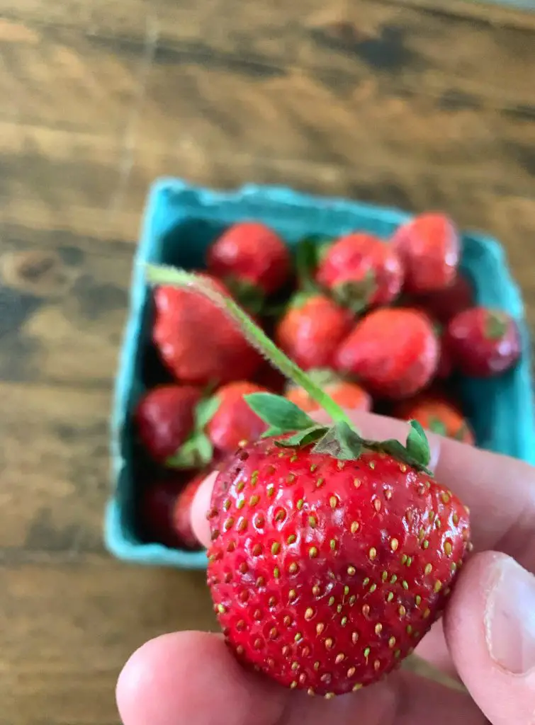 strawberries on Long Island