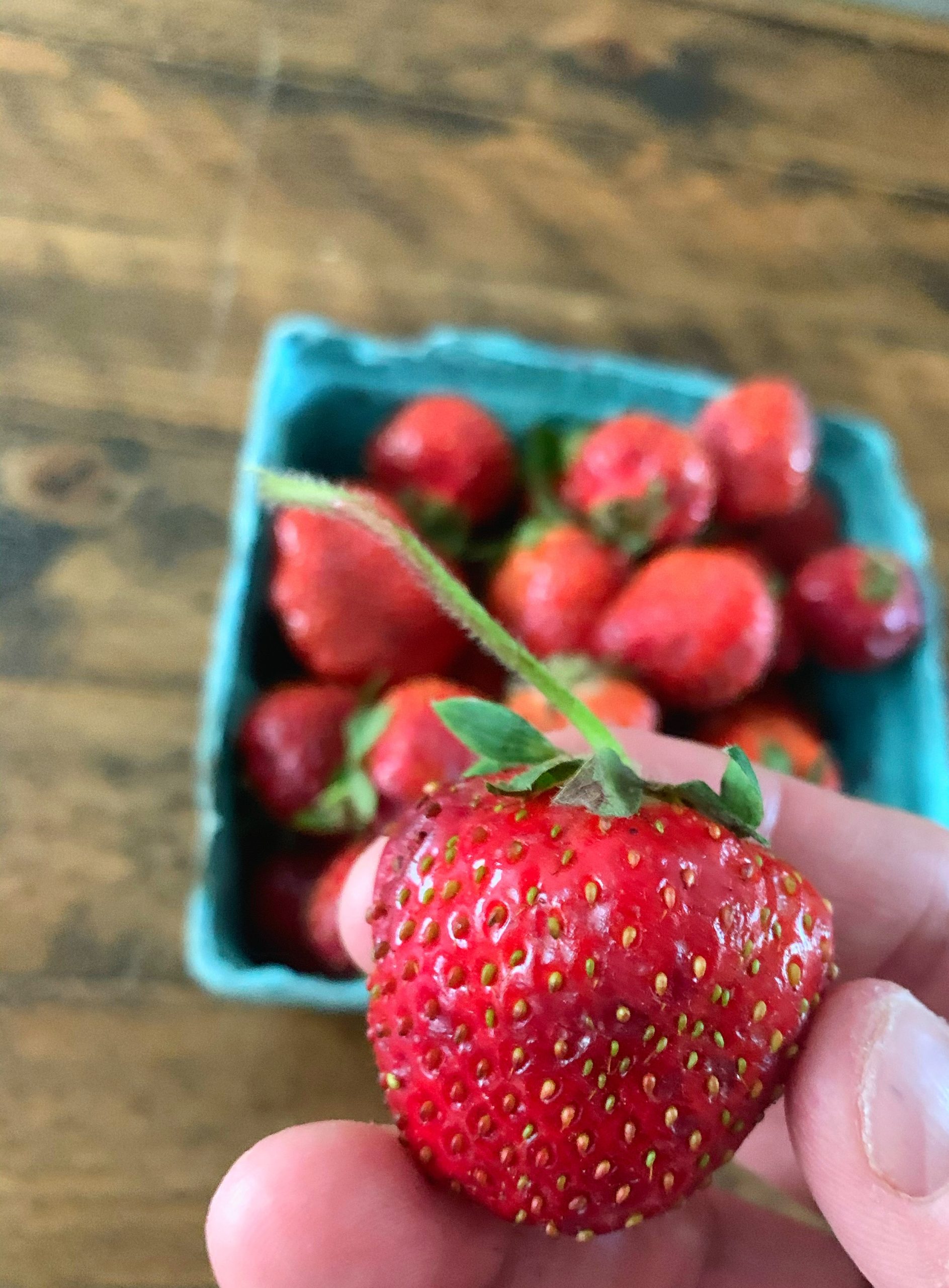 Pick Your Own Strawberries on Long Island The Long Island Local