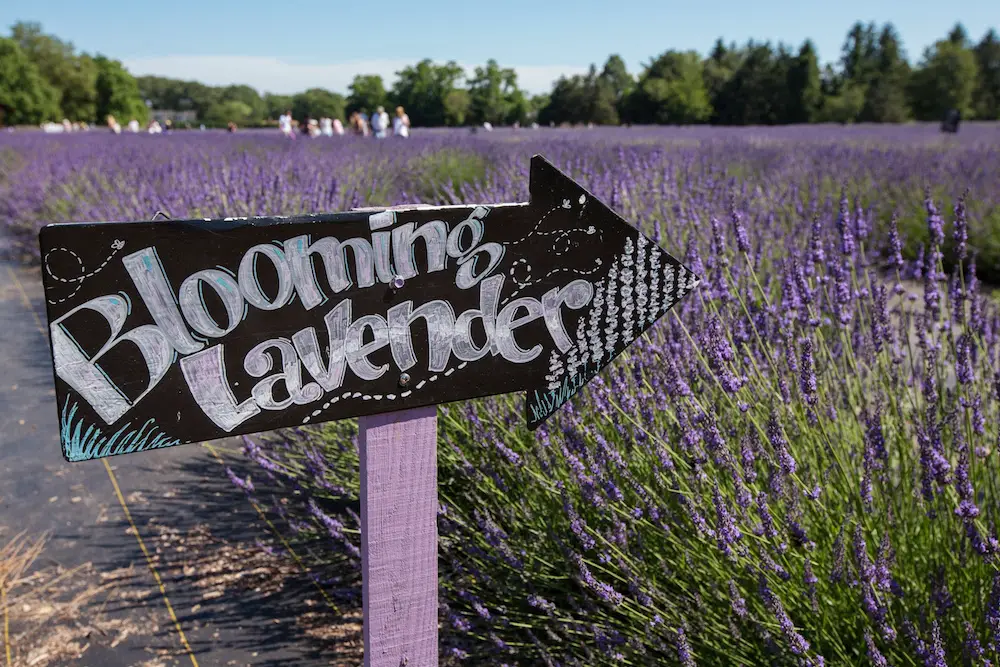 lavender by the bay blooming lavender sign