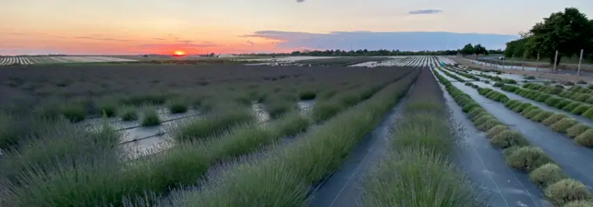 lavender farm calverton