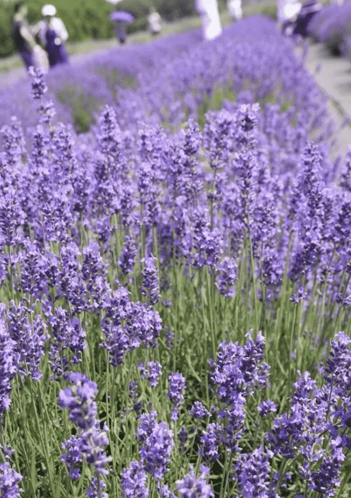 lavender farm near me