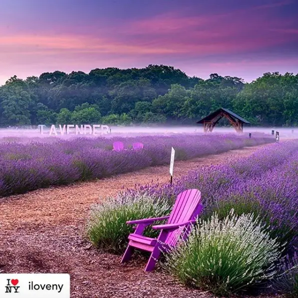Lavender Farm Near Me: Lavender By The Bay - The Long Island Local