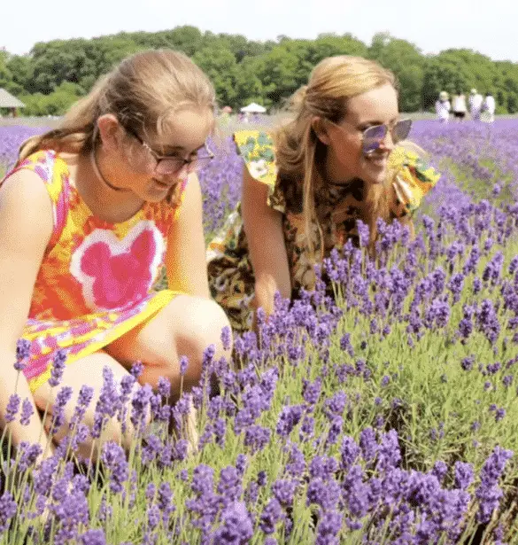 lavender farm long island