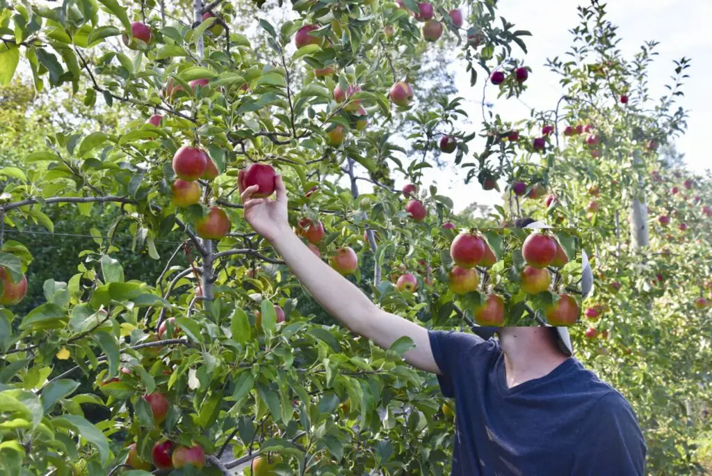 apple picking long island