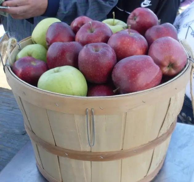 apple picking long island