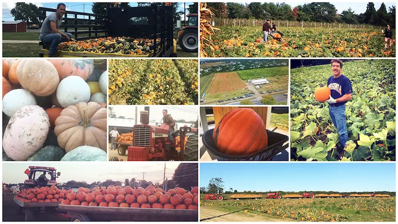 pumpkin picking long island