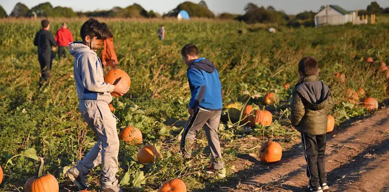 pumpkin patch long island