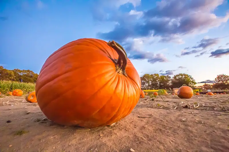 long island pumpkin picking