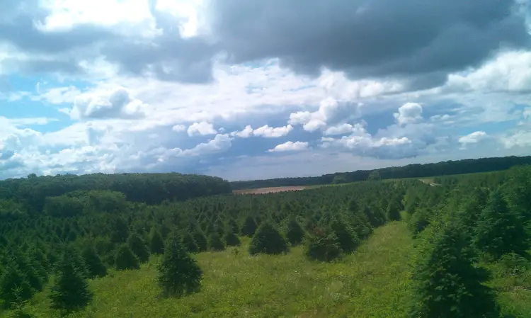 Christmas tree farm Long Island 