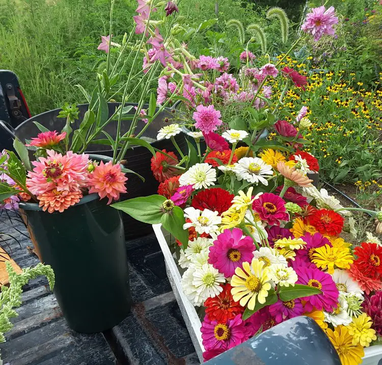 Flower CSA