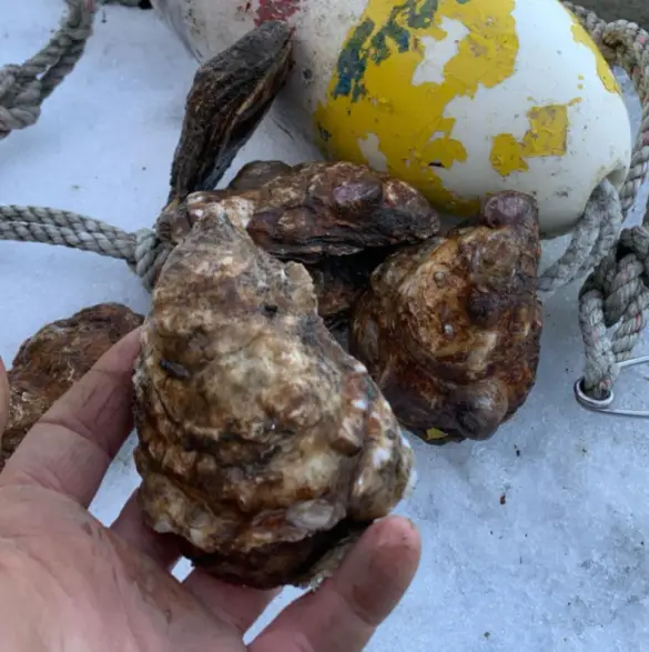 Guide To Long Island Oyster Farms The Long Island Local