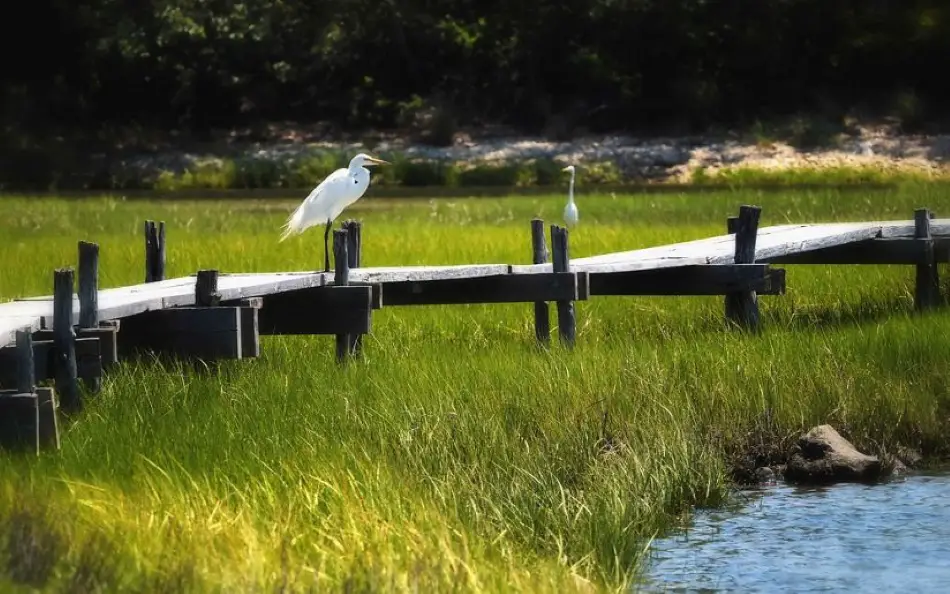 Mashomack Preserve Shelter Island