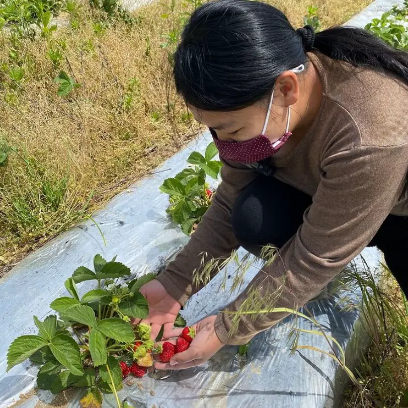 strawberries on Long Island