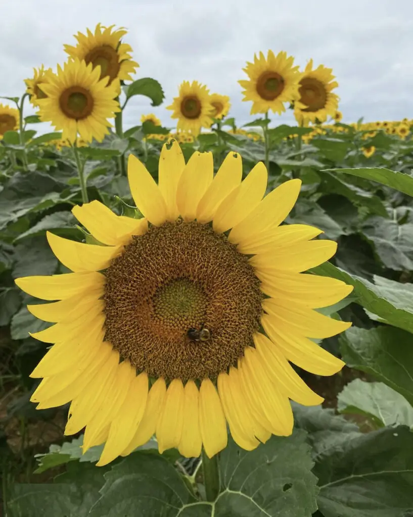 sunflower fields on Long Island