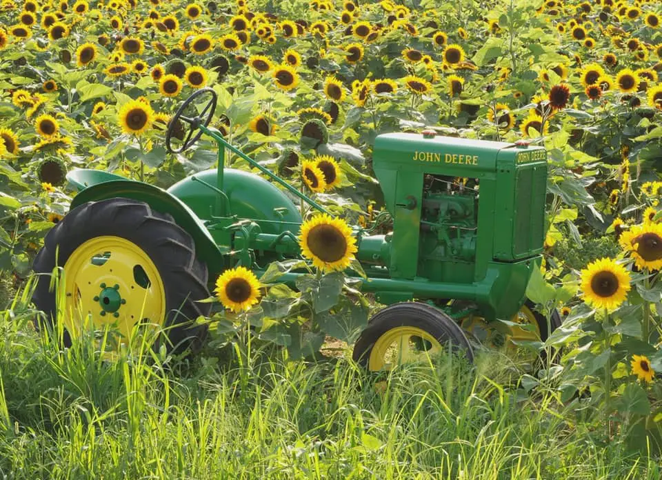 sunflower fields on Long Island