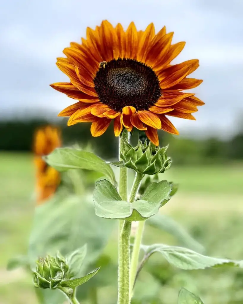 Long Island sunflower fields
