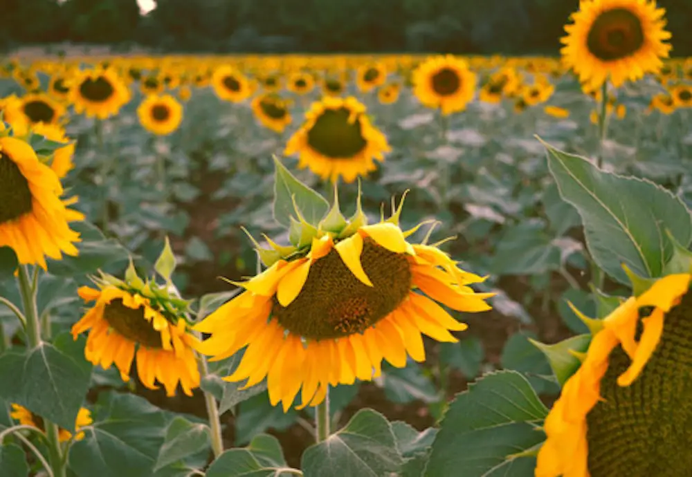 Long Island sunflower fields