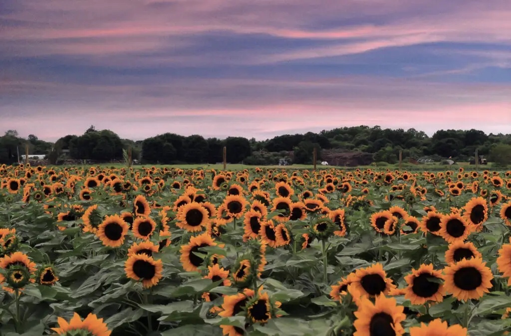 sunflower festival near me