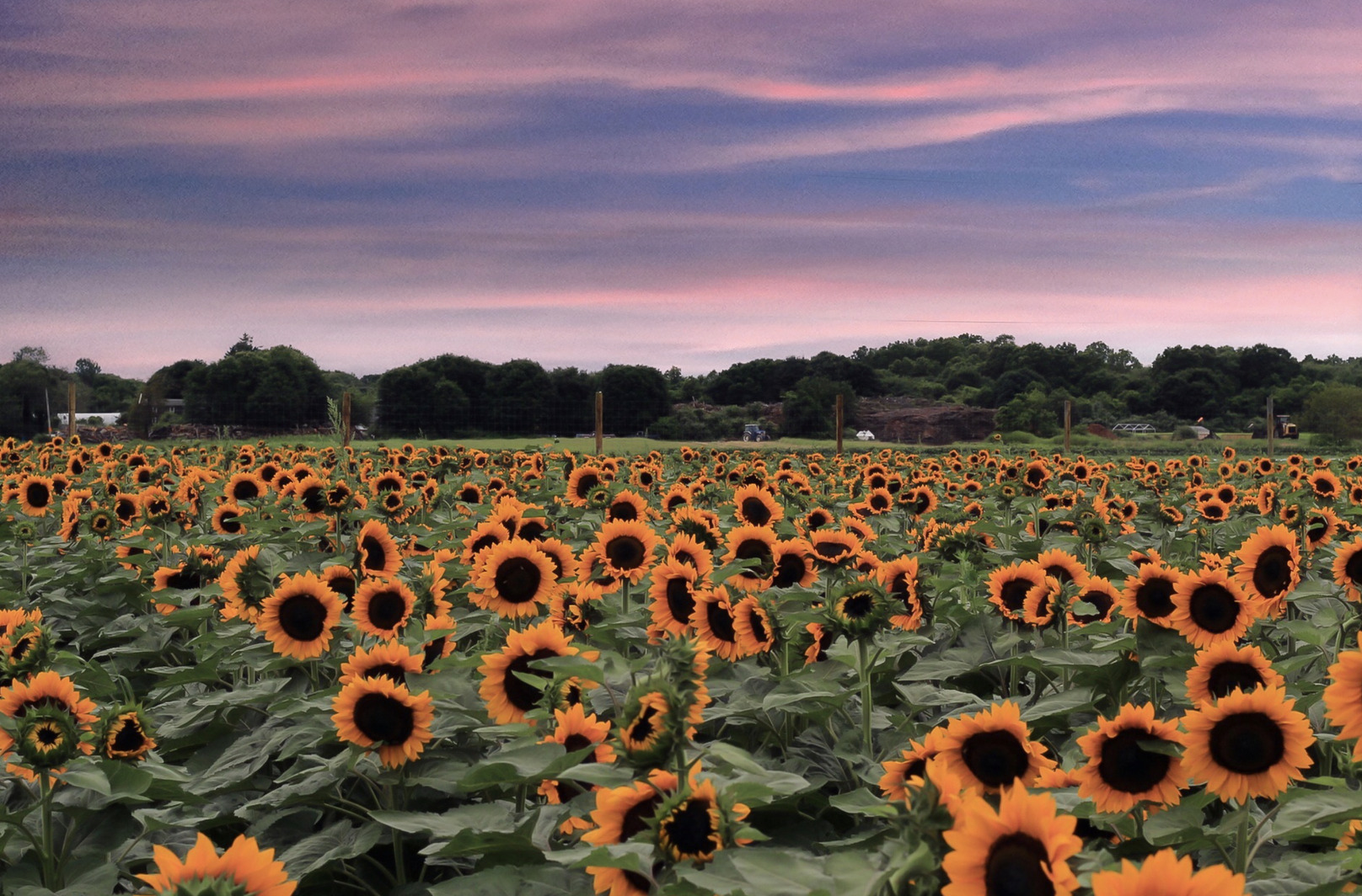 Sunflower Festival Near Me Waterdrinker in Manorville The Long