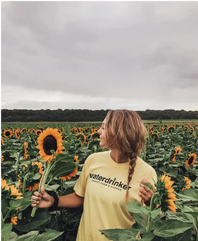 sunflower festival near me