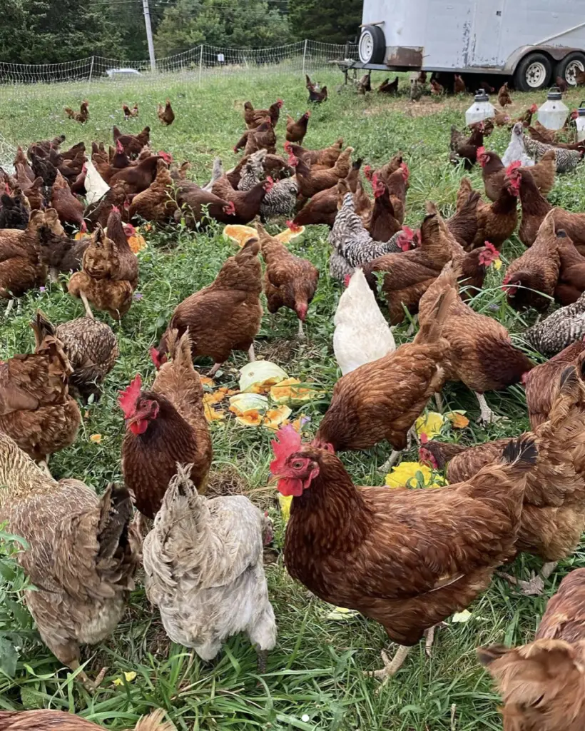 North Fork Foodie Tour